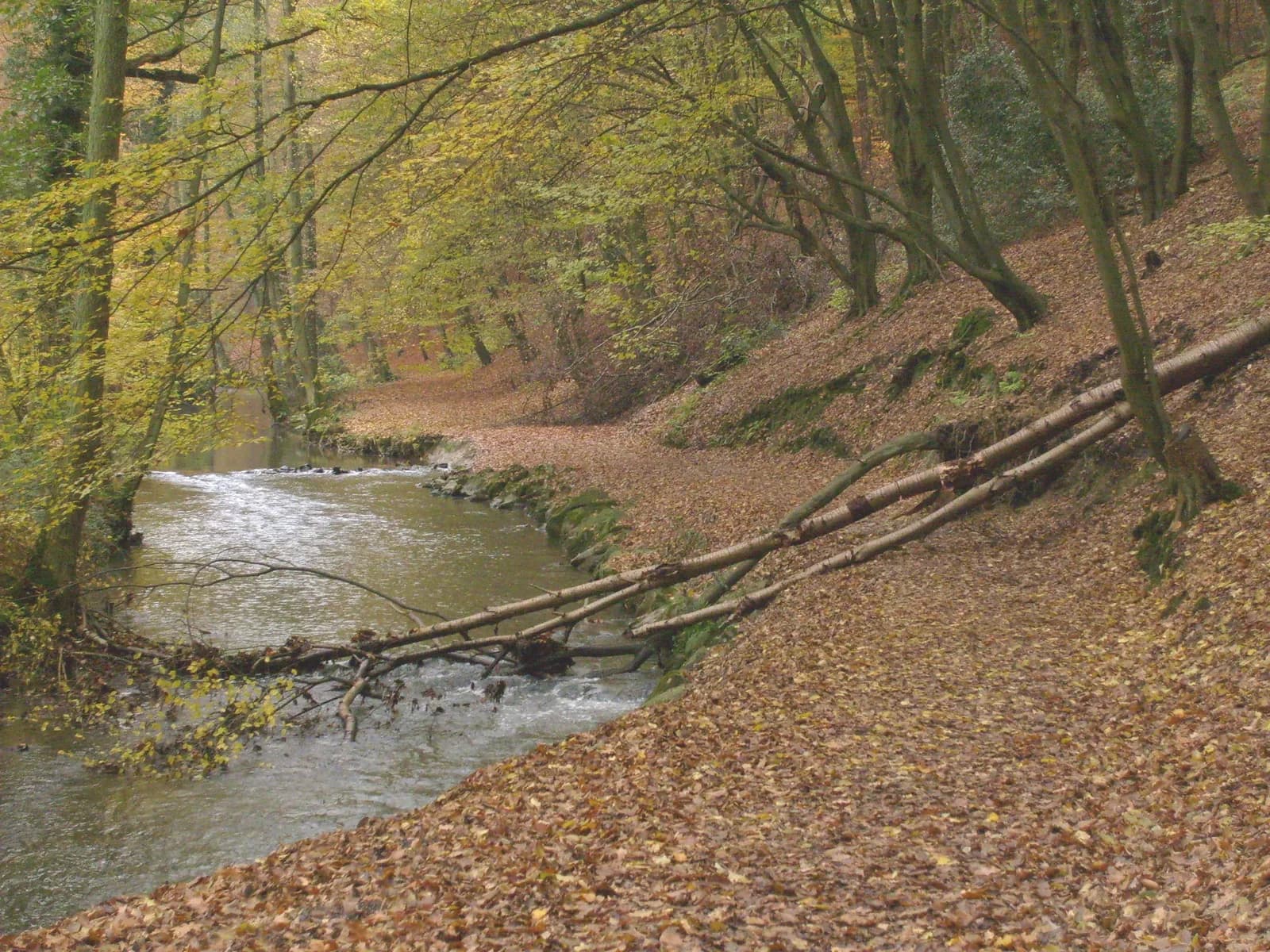 Die Düssel im Naturschutzgebiet Neandertal in Erkrath im Herbst