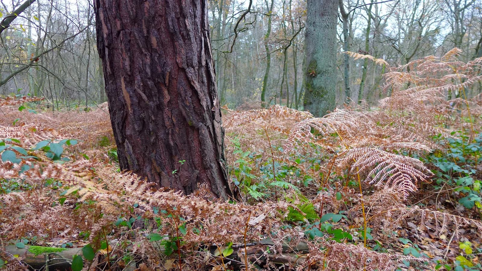 Kiefern und Farn im Hildener Stadtwald