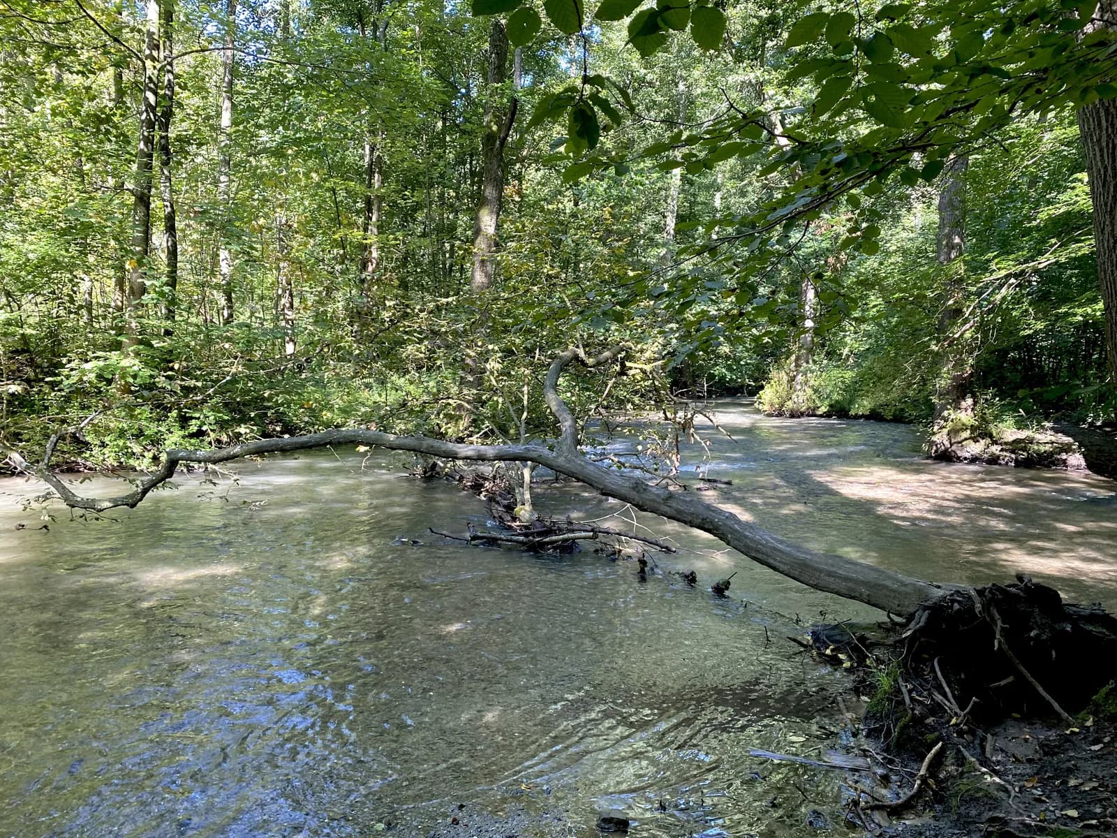 Die Düssel im Naturschutzgebiet Neandertal bei Mettmann